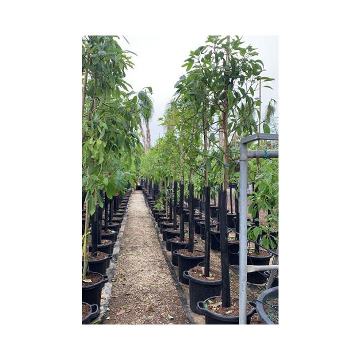 Avocatier : Persea americana var. Hass ADULTE (De greffe)
