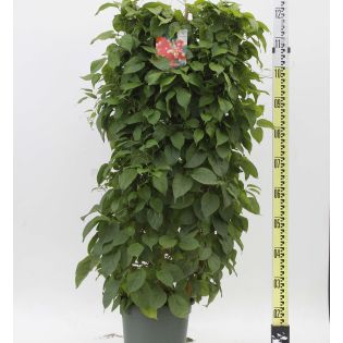 Pyrostegia venusta (Liane de feu, liane aurore)