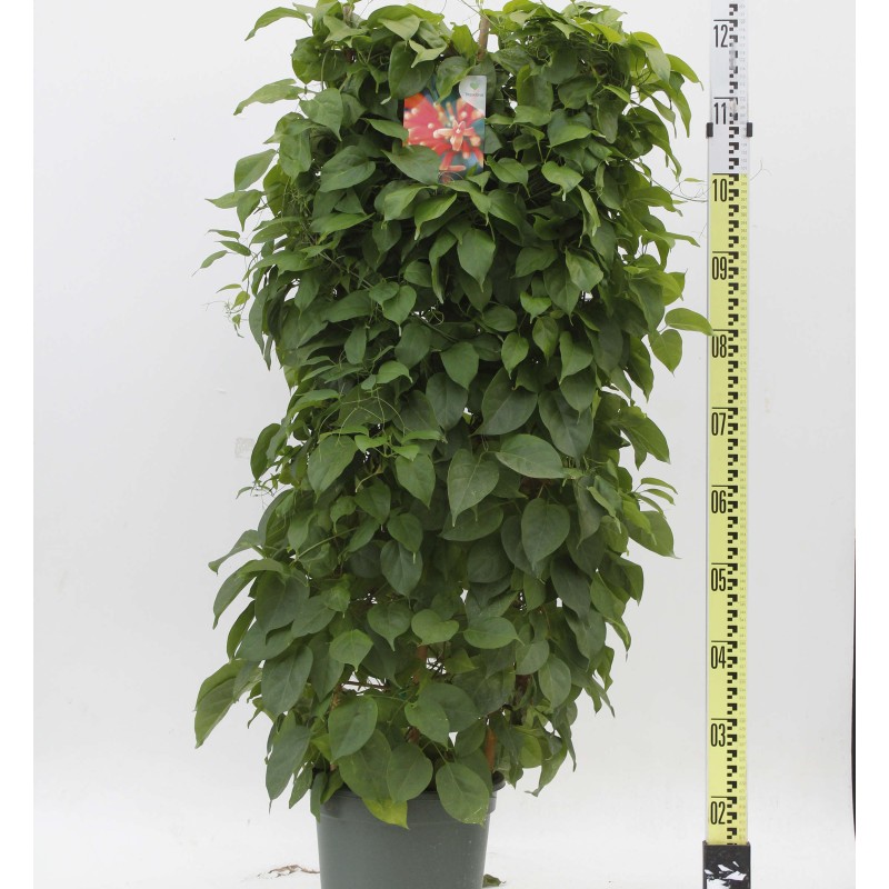 Pyrostegia venusta (Liane de feu, liane aurore)