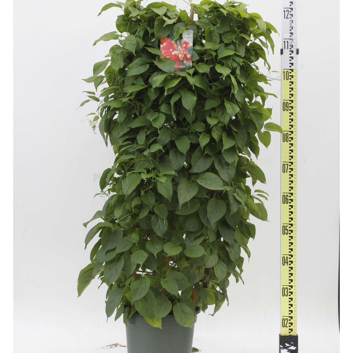 Pyrostegia venusta (Liane de feu, liane aurore)