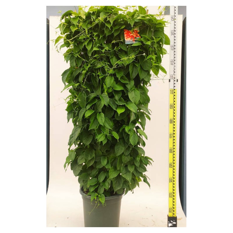 Pyrostegia venusta (Liane de feu, liane aurore)