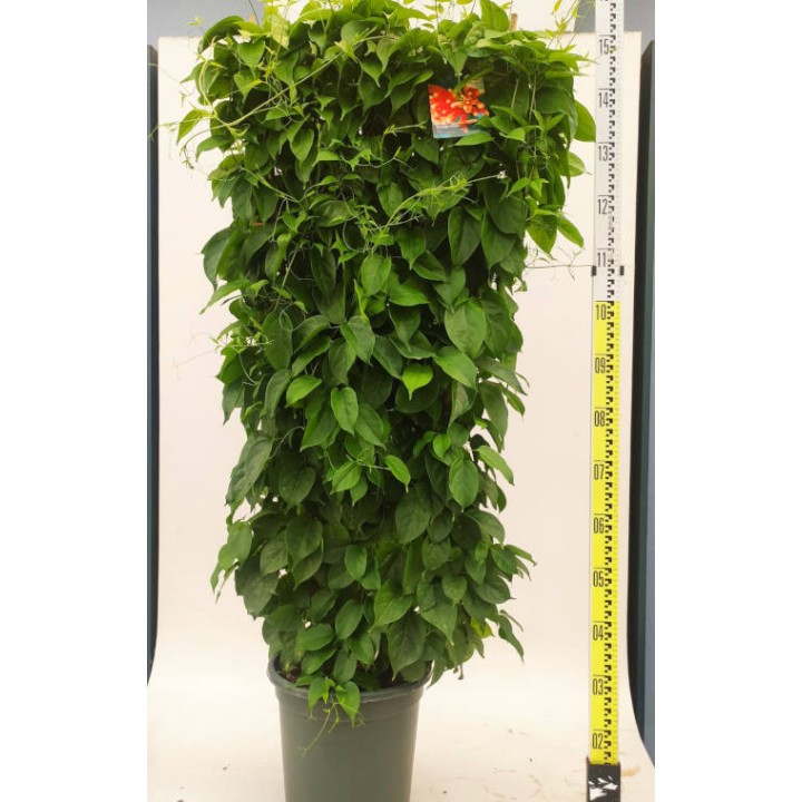 Pyrostegia venusta (Liane de feu, liane aurore)