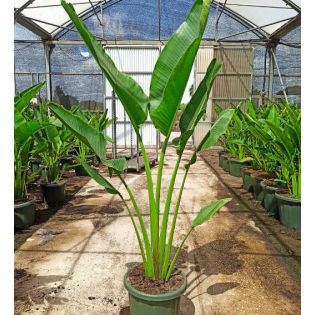 Ravenala madagascariensis (Arbre du voyageur)