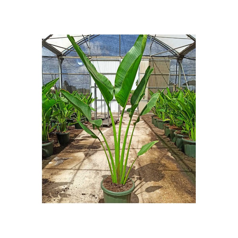 Ravenala madagascariensis (Arbre du voyageur)