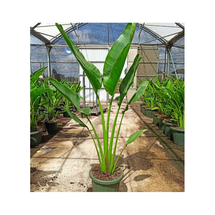 Ravenala madagascariensis (Arbre du voyageur)