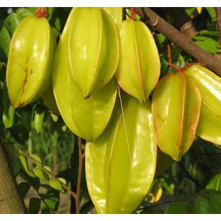 Averrhoa Carambola variété Kwang Tung(Carambolier, carambole)