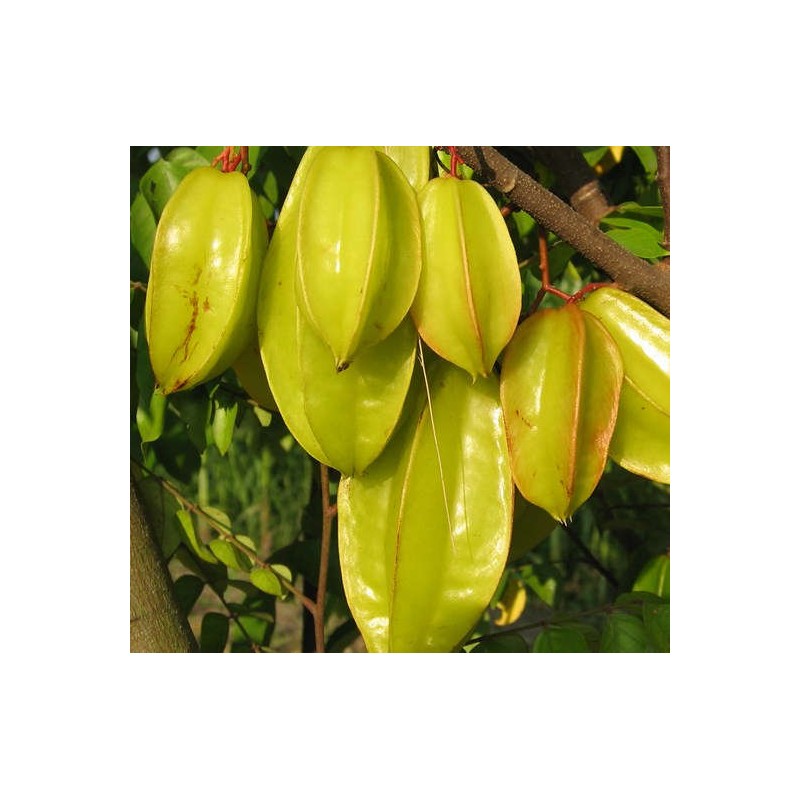 Averrhoa Carambola variété Kwang Tung(Carambolier, carambole)