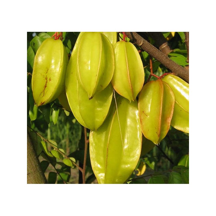Averrhoa Carambola variété Kwang Tung(Carambolier, carambole)