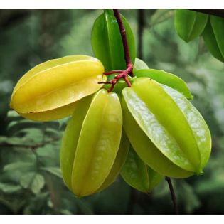 Averrhoa Carambola variété Arking(Carambolier, carambole)