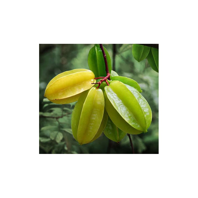 Averrhoa Carambola variété Arking(Carambolier, carambole)