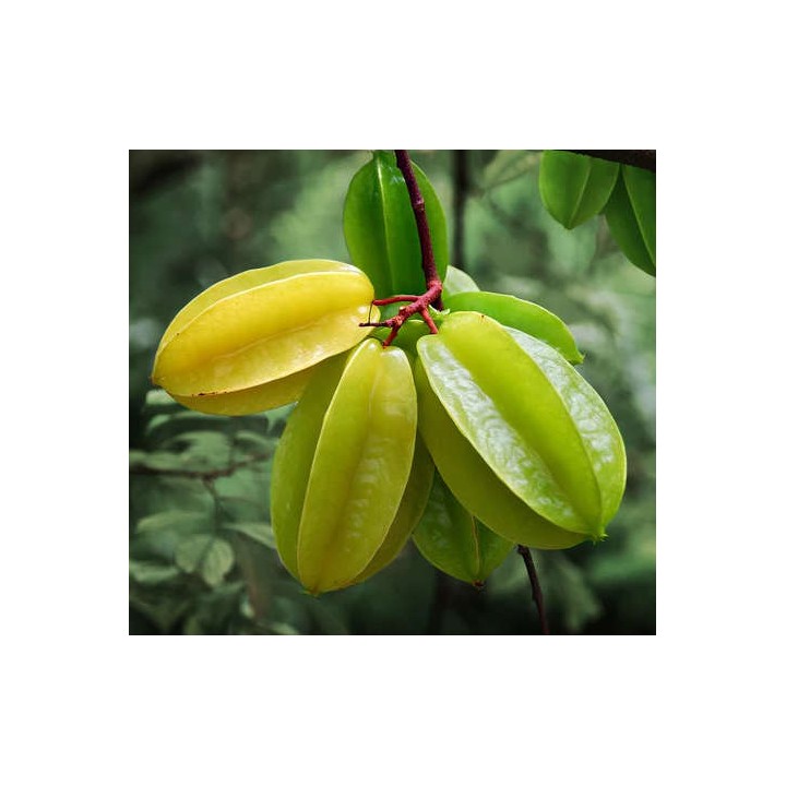 Averrhoa Carambola variété Arking(Carambolier, carambole)