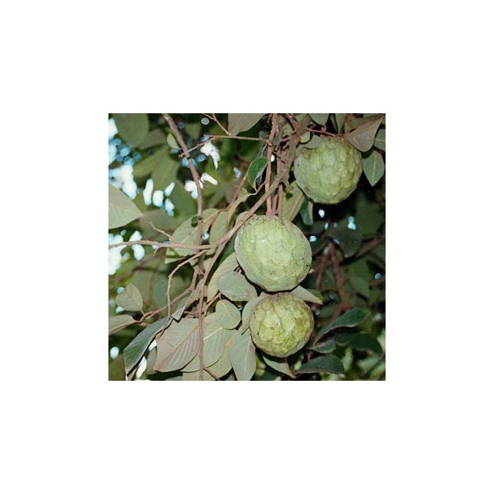 Annona cherimola var FINO DE JETE (Chérimoye)