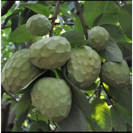 Annona cherimola var alboran (Chérimoye)