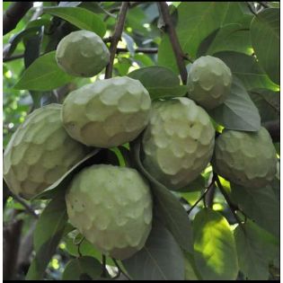 Annona cherimola var alboran (Chérimoye)