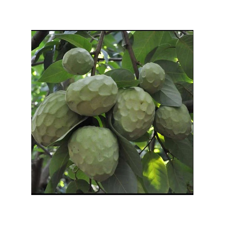 Annona cherimola var alboran (Chérimoye)