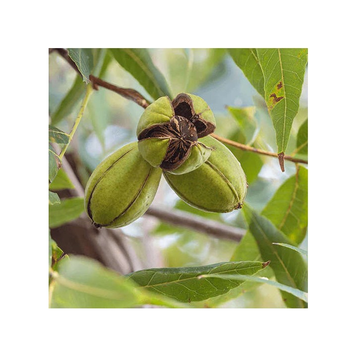 Carya illinoinensis var Mahan (noix de noix de pecan, pacanier)