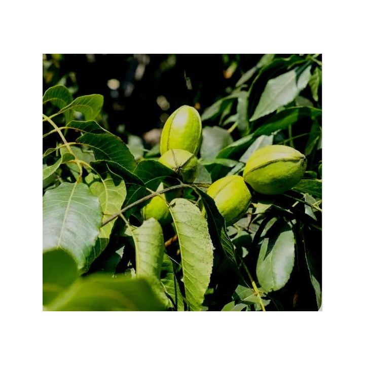 Carya illinoinensis var cherokee (noix de noix de pecan, pacanier)