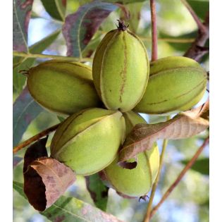 Carya illinoinensis var wishida (noix de noix de pecan, pacanier)
