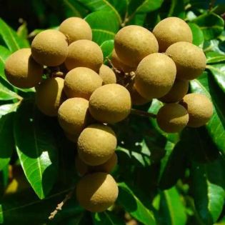 Dimocarpus longan (longan uo oeil du dragon)