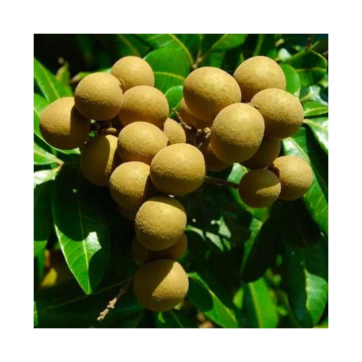Dimocarpus longan (longan uo oeil du dragon)