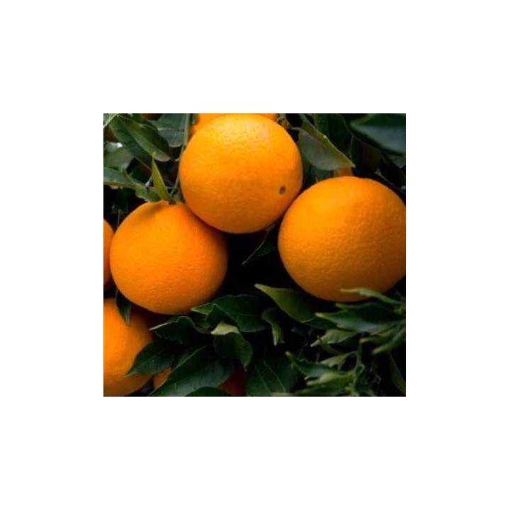 Citrus sinensis var. sucrena (oranger)