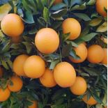 Citrus sinensis var.Valencia Midknigh (oranger gros fruit sans pépins)