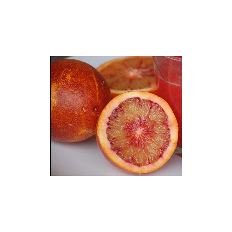 Citrus sinensis var.sanguine ou sanguinelli (orange sanguine)