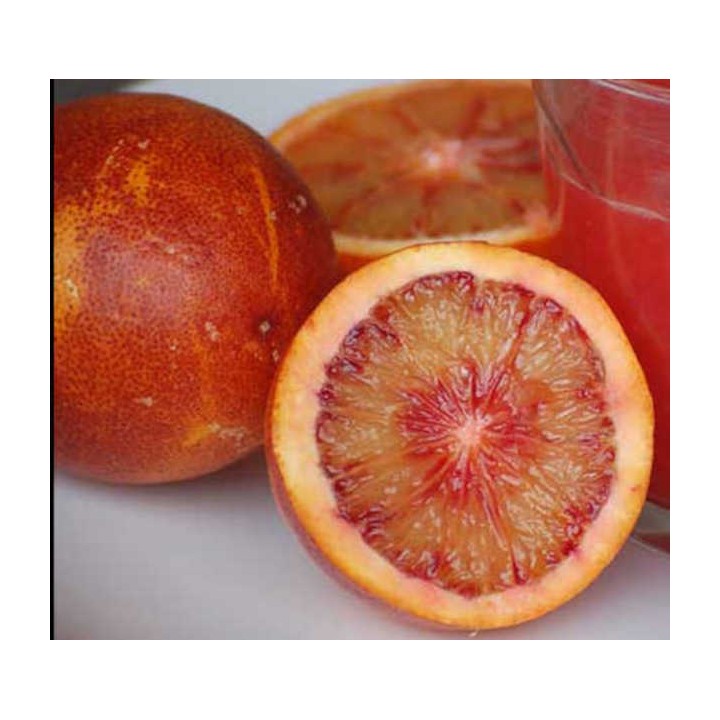 Citrus sinensis var.sanguine ou sanguinelli (orange sanguine)
