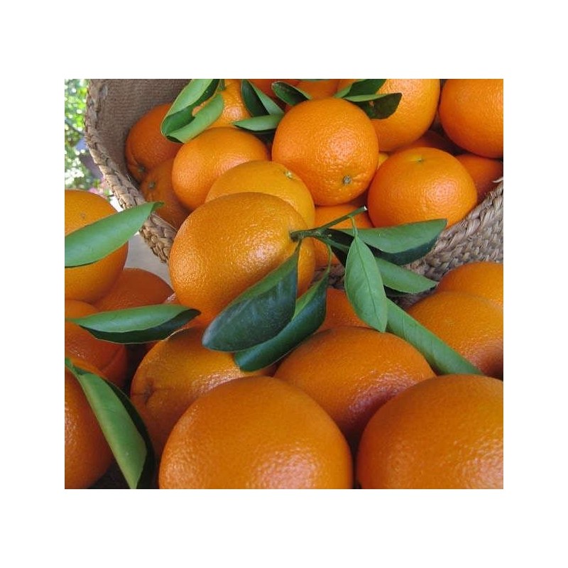 Citrus sinensis var.Navelina (orange Précoce, fruit délicieux bien équilibré)