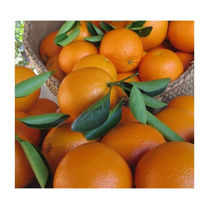Citrus sinensis var.Navelina (orange Précoce, fruit délicieux bien équilibré)