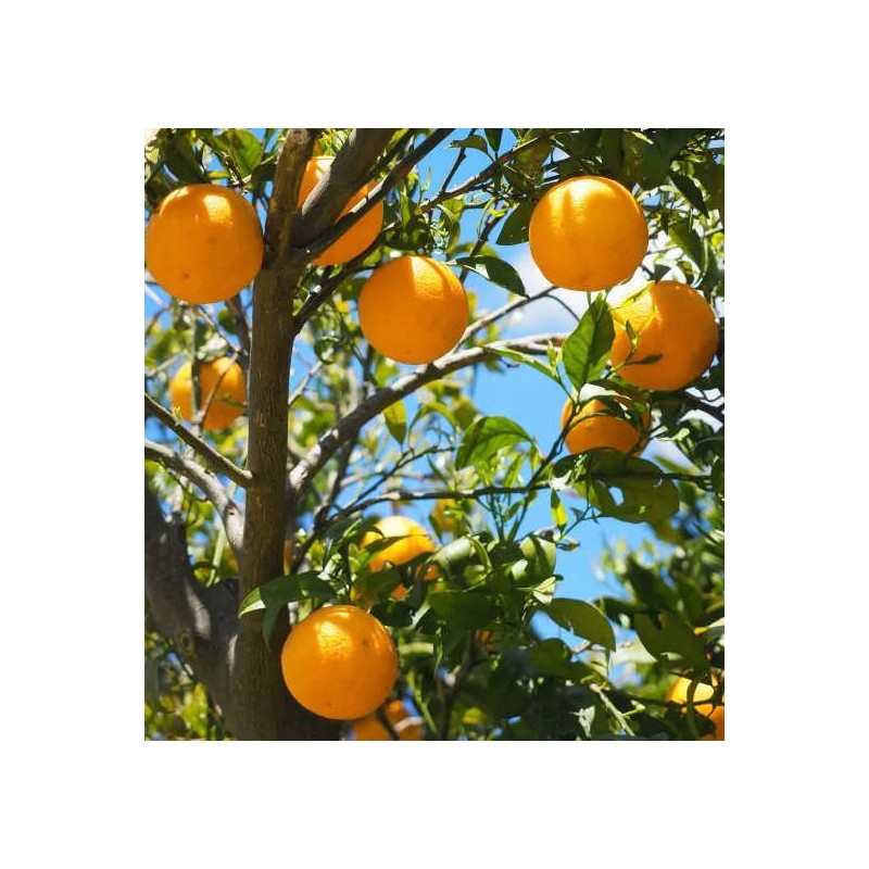 Citrus sinensis var.Lanelate (orange grand fruit bien équilibré)