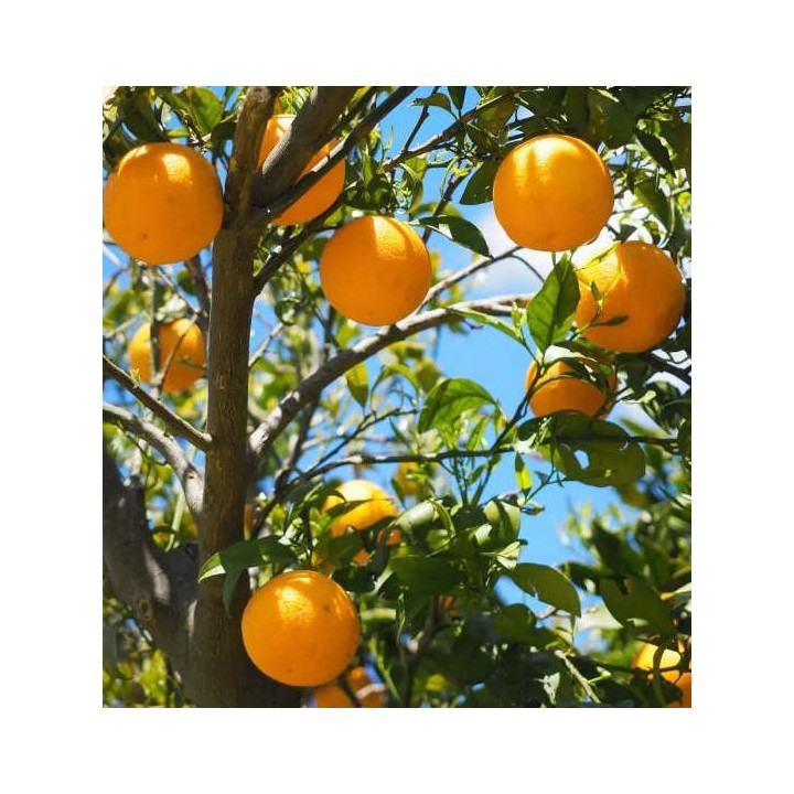 Citrus sinensis var.Lanelate (orange grand fruit bien équilibré)