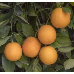 Citrus sinensis var. Salustiana (oranger excellent jus)