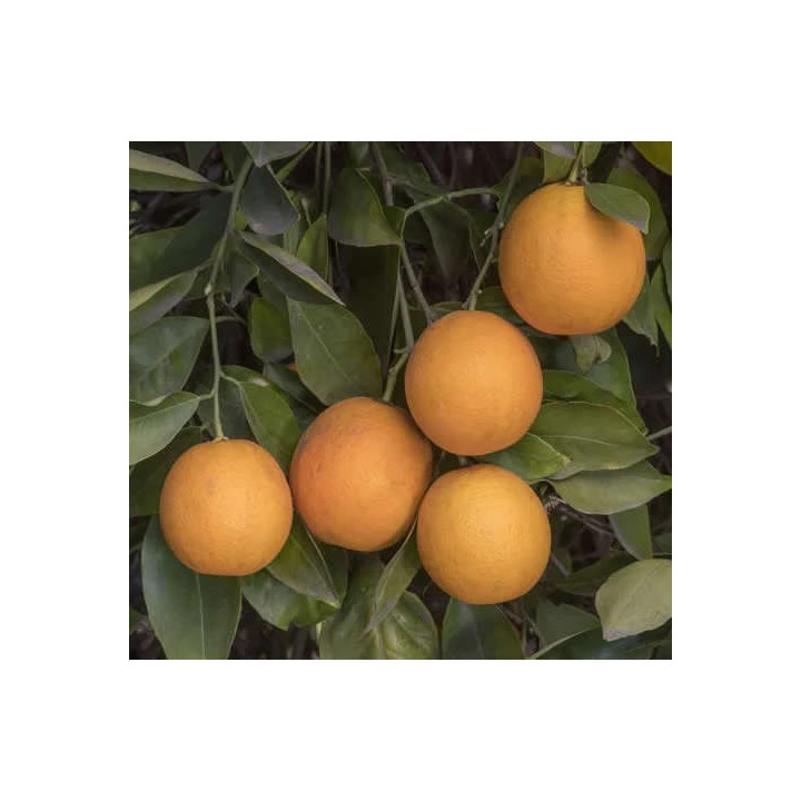 Citrus sinensis var. Salustiana (oranger excellent jus)