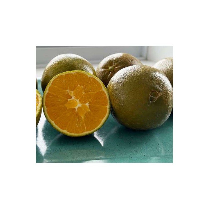 Citrus sinensis var. Navel chocolate (oranger Fruit couleur chocolat très sucré)
