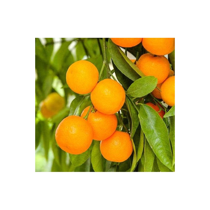 Citrus clémentina var. Oronules (Très gouteux et juteux)