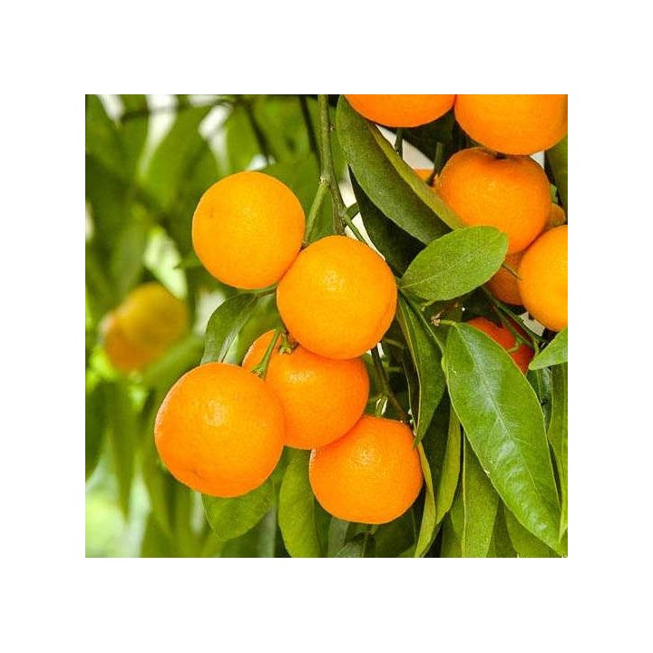 Citrus clémentina var. Oronules (Très gouteux et juteux)