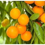 Citrus clémentina var. Oronules (Très gouteux et juteux)