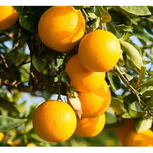 Citrus clementina var.nova (précoce gros fruit sucré)