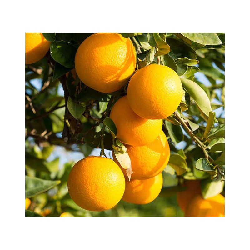 Citrus clementina var.nova (précoce gros fruit sucré)
