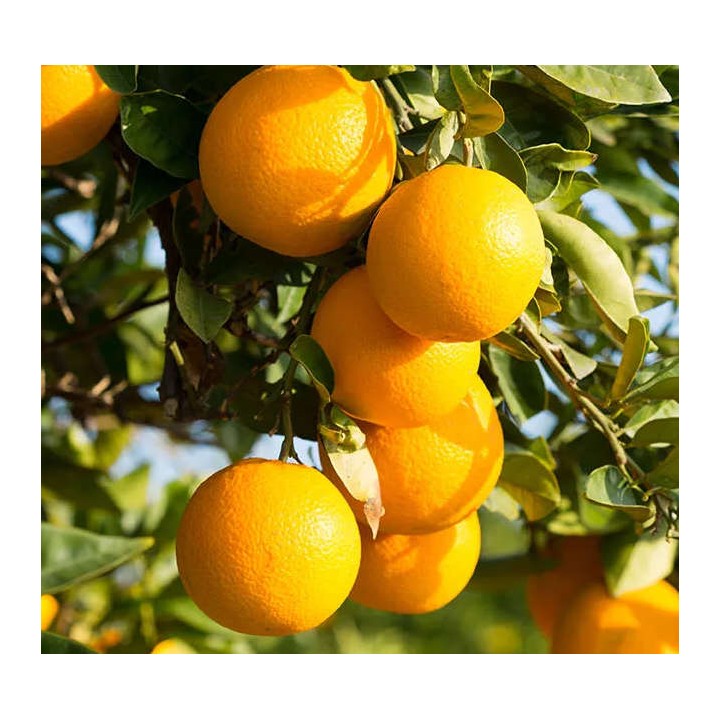 Citrus clementina var.nova (précoce gros fruit sucré)