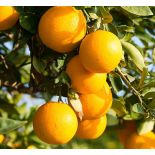 Citrus clementina var.nova (précoce gros fruit sucré)