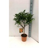 Citrus clémentine (syn. Citrus reticulata)