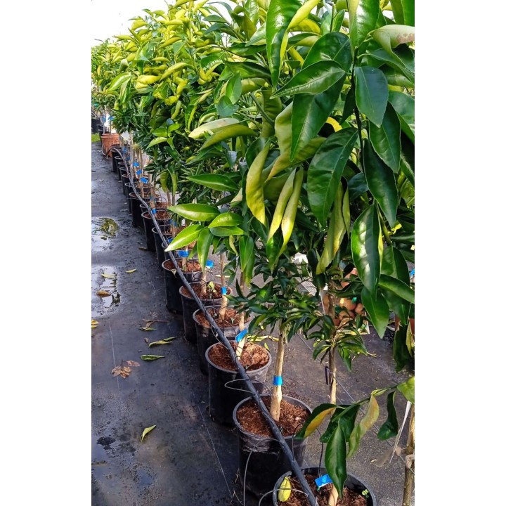 Citrus sinensis var.Navelate (orange la meilleure tout simplement)