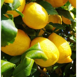 Citrus limon var Eureka (citron toute l'année)