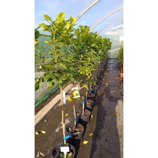 Citrus limon var Eureka (citron toute l'année)