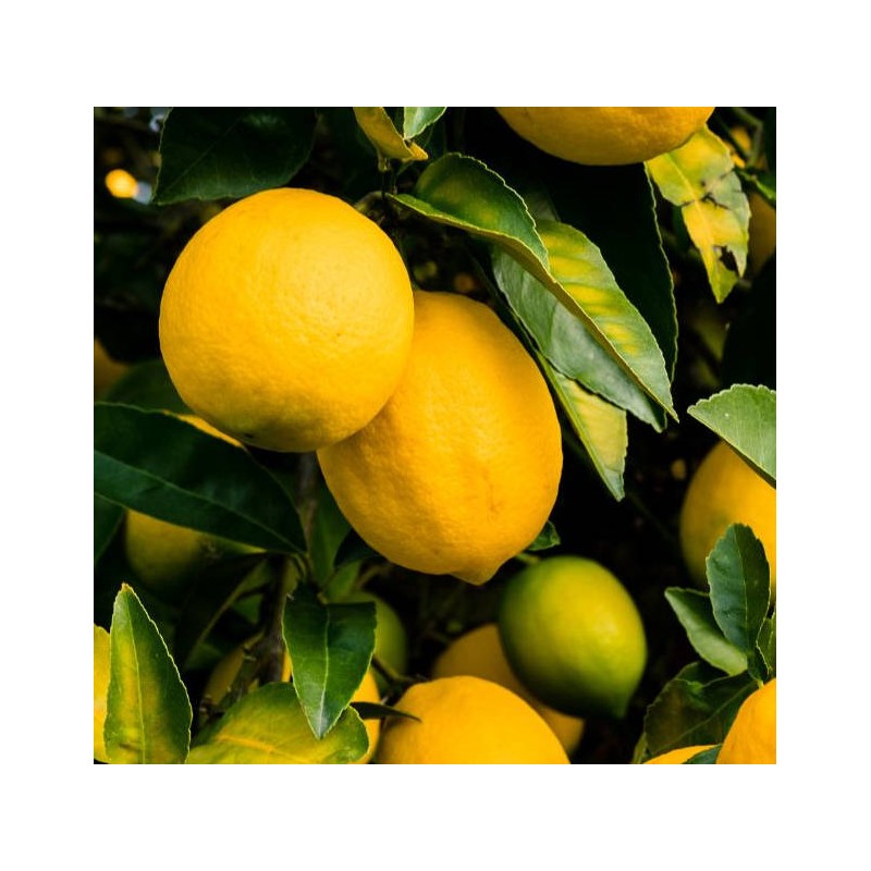 Citrus limon var fino (beaucoup de pulpe et belle acidité)