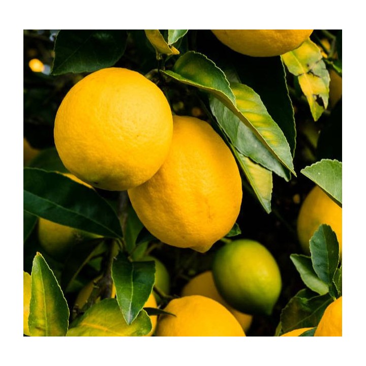 Citrus limon var fino (beaucoup de pulpe et belle acidité)
