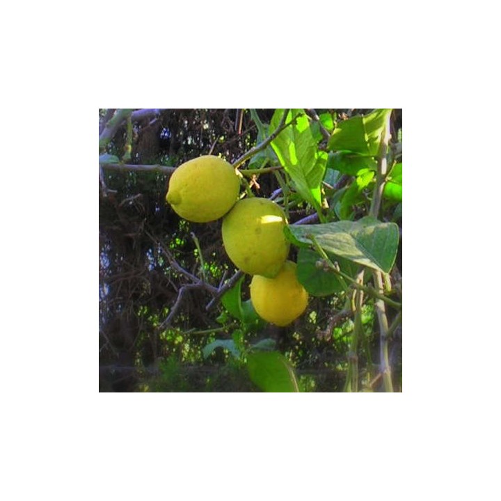Citrus limon var Verna (vigoureux et productif)