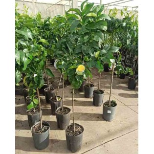 Agrumes x paradisii pamplemoussier